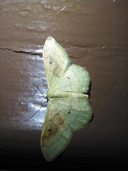 Idaea rubraria