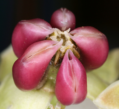 Asclepias cryptoceras davisii