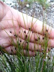 Oreojuncus trifidus