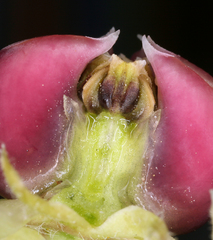 Asclepias cryptoceras davisii