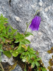 Campanula pulla