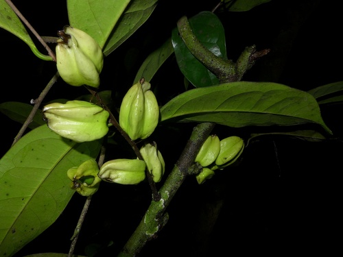 Diospyros physocalycina