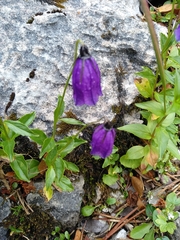 Campanula pulla