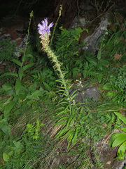 Campanula spicata