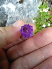 Campanula pulla