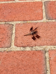Plathemis lydia