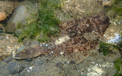 Pleuronichthys coenosus