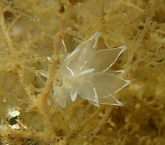 Dirona albolineata