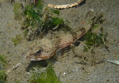 Chitonotus pugetensis