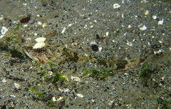 Chitonotus pugetensis