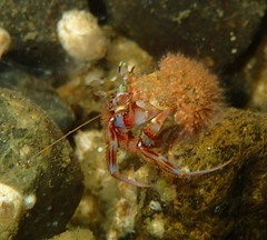 Paguridae