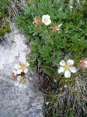 Potentilla clusiana