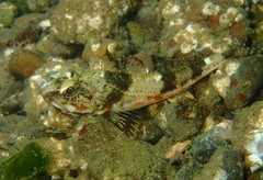 Chitonotus pugetensis
