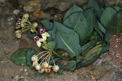 Asclepias cryptoceras davisii