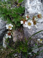 Potentilla clusiana