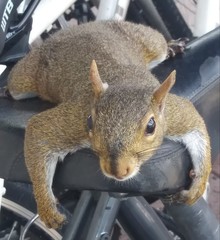 Sciurus carolinensis