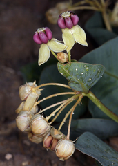 Asclepias cryptoceras davisii