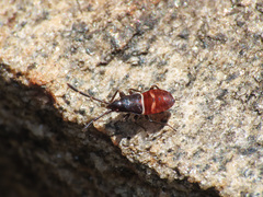 Gastrodes