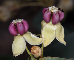 Asclepias cryptoceras davisii