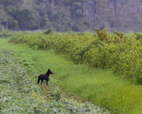 Coyote photographed in North Carolina