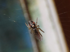 Zygiella montana