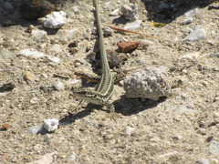 Podarcis erhardii riveti