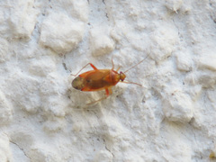 Pinalitus rubricatus