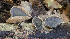 Auricularia nigricans