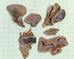 Auricularia nigricans