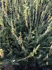 Astragalus goldmanii
