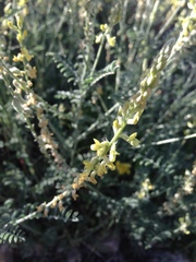 Astragalus goldmanii