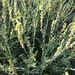 Astragalus goldmanii - Photo (c) Oscar González, some rights reserved (CC BY-SA), uploaded by Oscar González