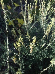 Astragalus goldmanii