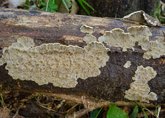 Auricularia brasiliana