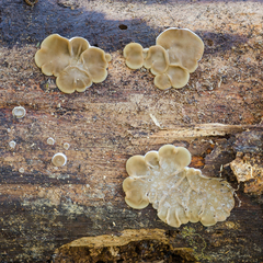 Auricularia brasiliana