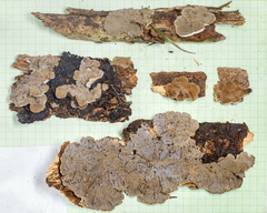 Auricularia brasiliana