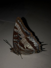Charaxes druceanus stevensoni