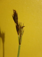 Divisae