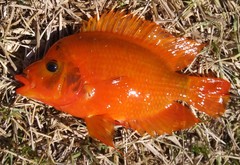 Amphilophus citrinellus