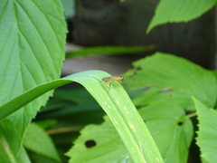 Ptecticus trivittatus