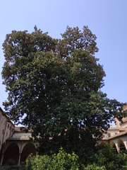 Magnolia grandiflora