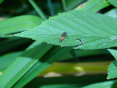 Ptecticus trivittatus