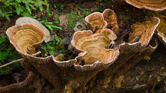 Stiptophyllum erubescens