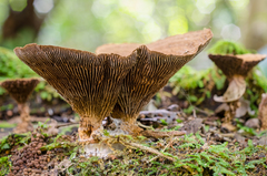 Stiptophyllum erubescens