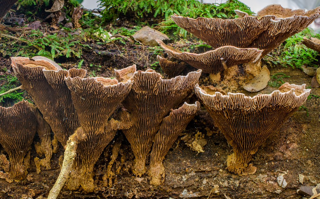 Stiptophyllum
