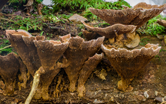 Stiptophyllum erubescens