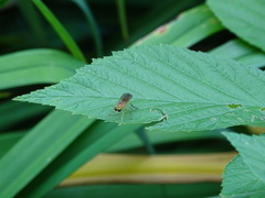 Ptecticus trivittatus