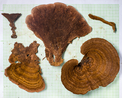 Stiptophyllum erubescens