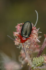 Phrynocepha deyrollei