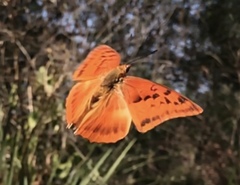 Charaxes macclounii
